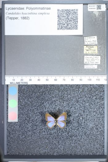 Media type: image;   Entomology 65908